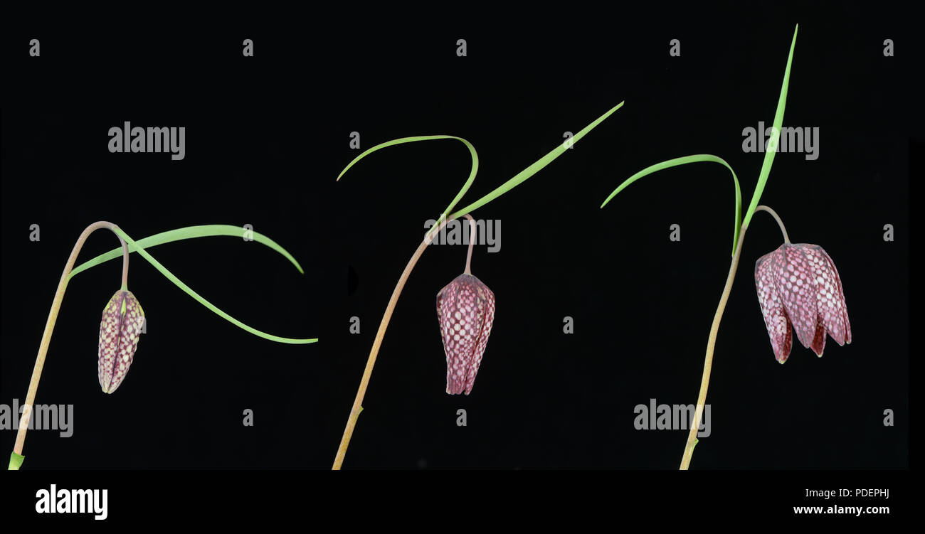 Snakeshead Fritillary: Fritillaria melegris. Time lapse showing development of flower. Stock Photo