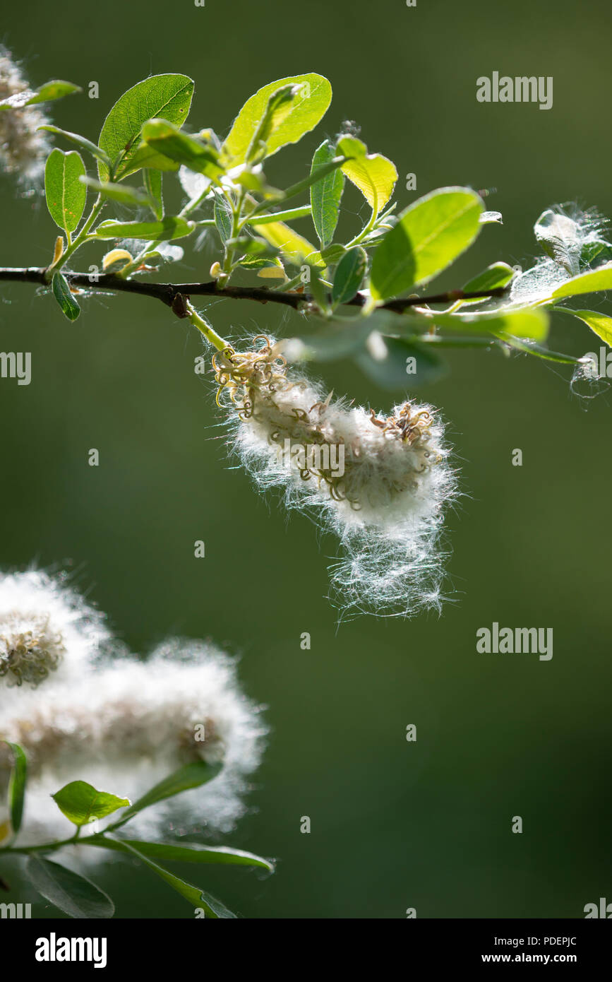 Goat Willow: Salix caprea. Shedding feathery seed. Surrey, UK. Stock Photo