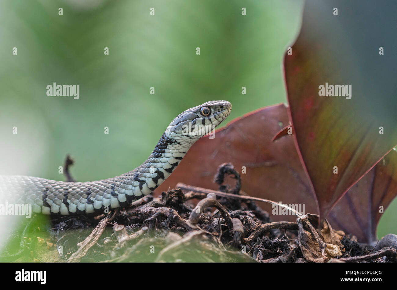 Grass Snake: Natrix natrix. Stock Photo