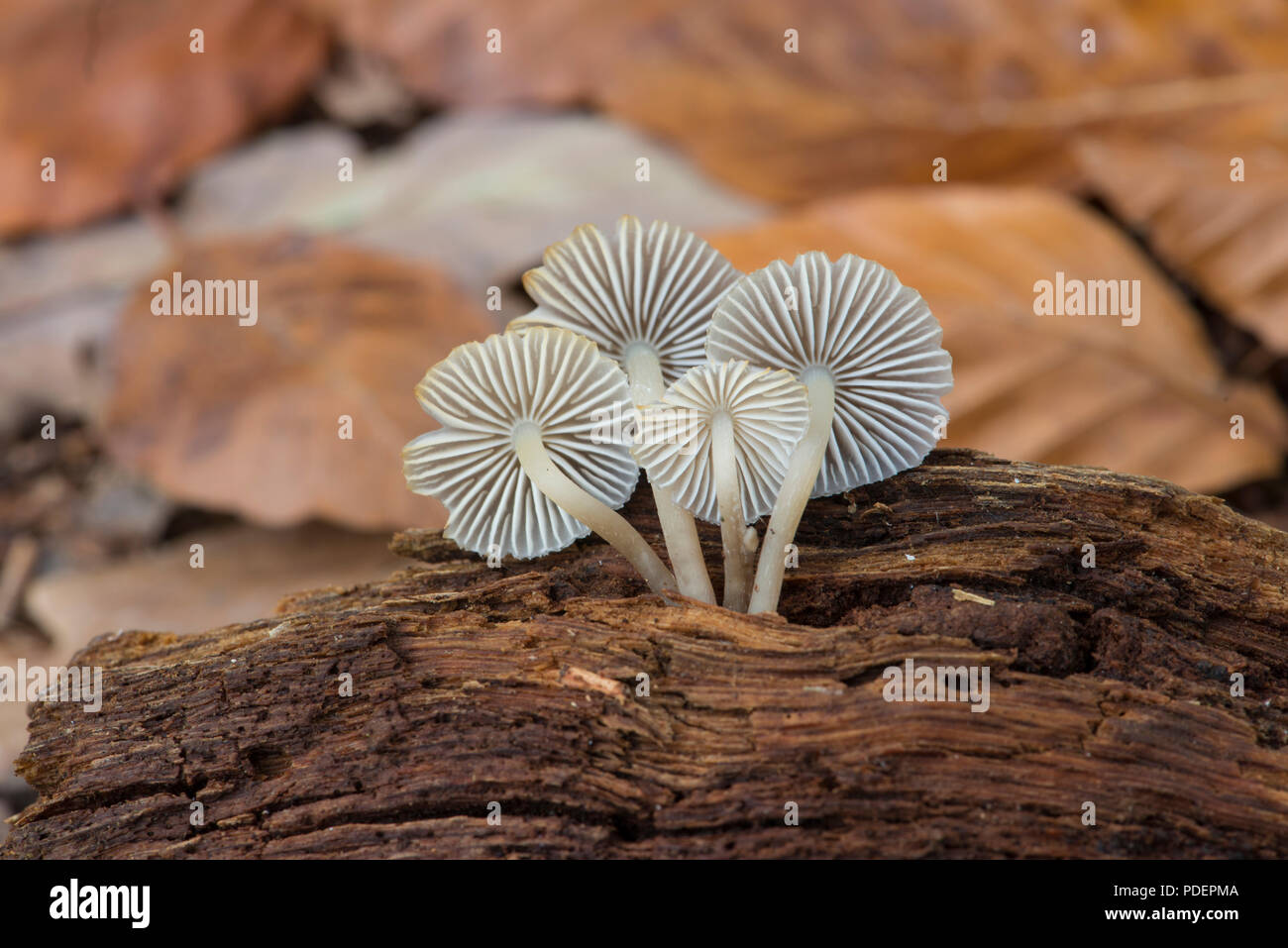 Parachute fungi: Marasmiellus sp. Underside of gills. Surrey, UK. Stock Photo