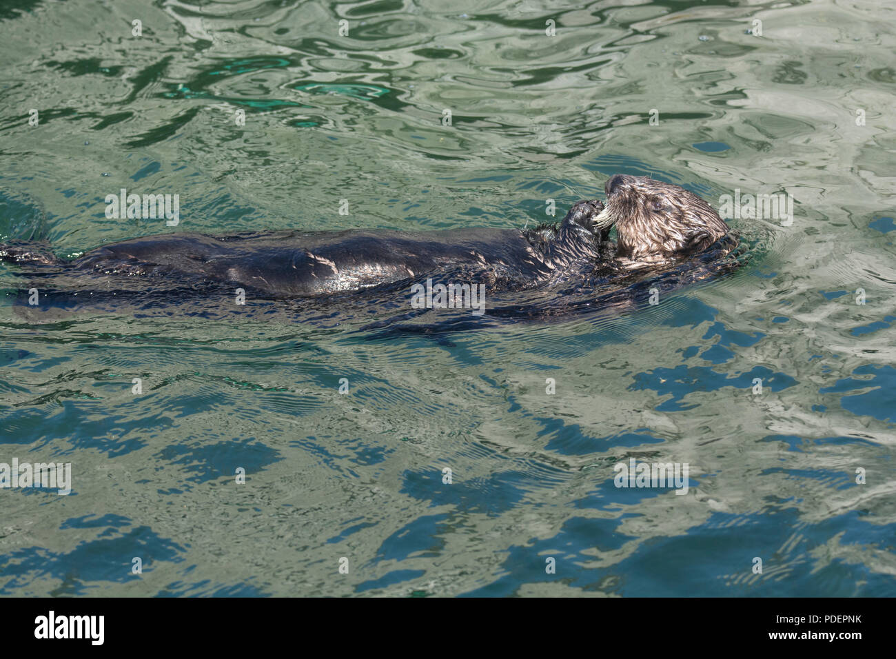 Sea Otter: Enhydra lutris. Aquarium, Vancouver, Canada Stock Photo