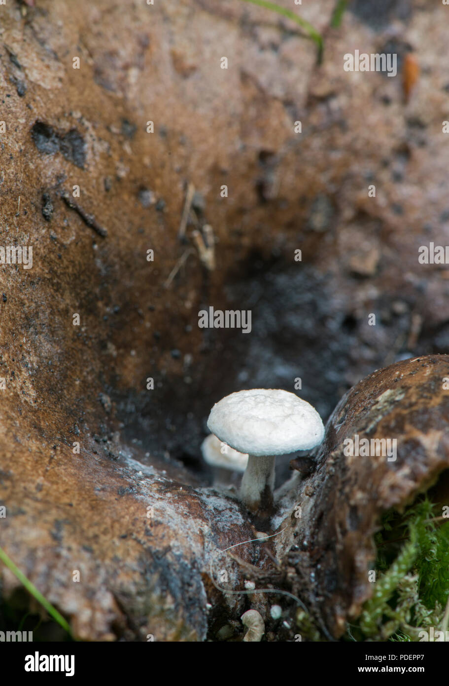Silky Piggyback Fungus: Asterophora parasitica. Sussex, UK. Parasitic on decaying Russula sp. Stock Photo