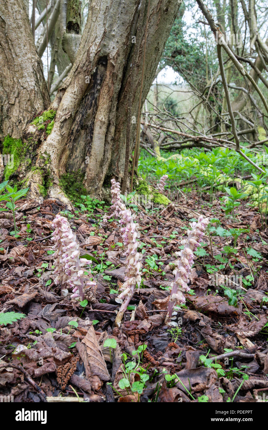 Toothwort: Lathraea squamaria. Parasitic on Hazel tree roots. Surrey, UK. April Stock Photo