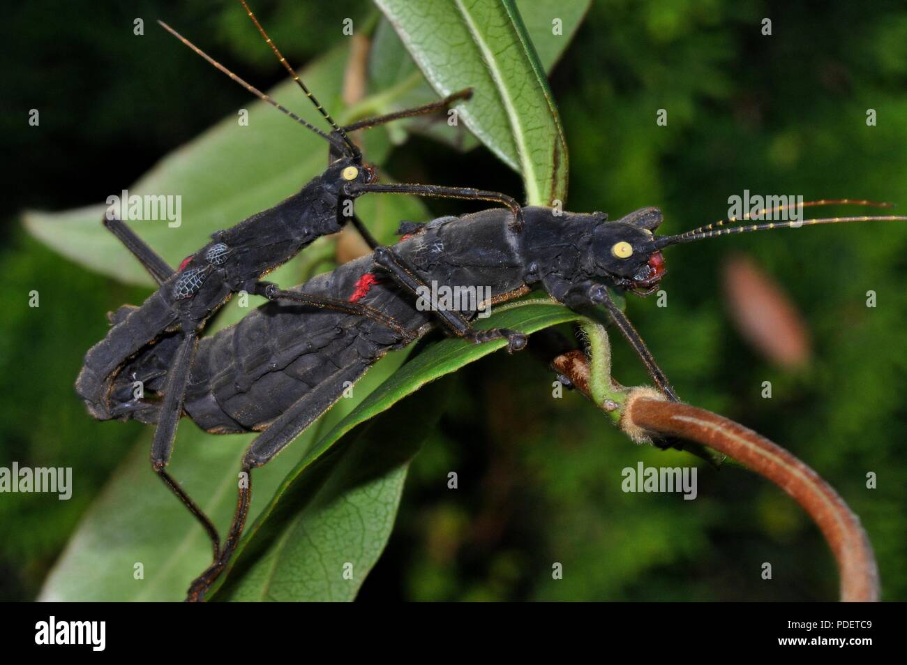 stick insects, walking sticks, Stabschrecken, Gespenstschrecken, Samtschrecke, Peruphasma schultei, Phasmida Stock Photo