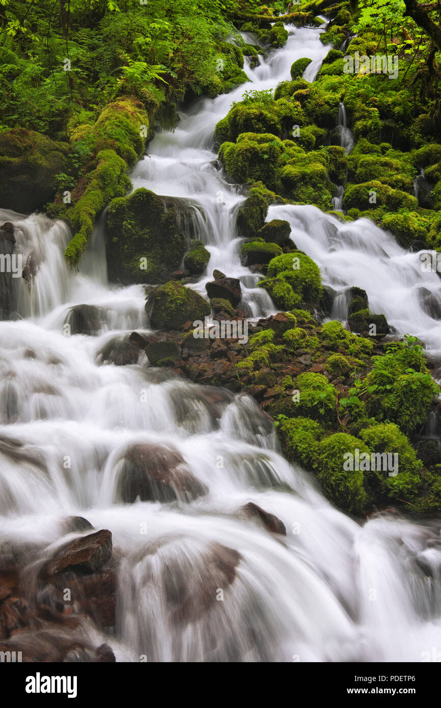Wahkeena Creek rushes through the lush spring greenery in Oregon’s Columbia River Gorge National Scenic Area. Stock Photo