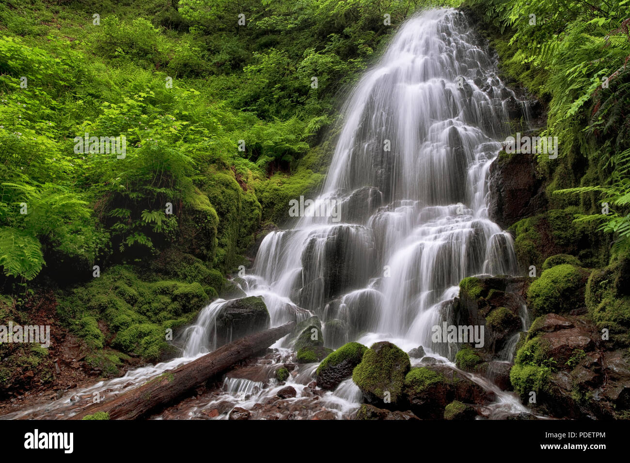 Wahkeena Creek pours 30 feet over Fairy Falls among the lush spring greenery in Oregon’s Columbia River Gorge National Scenic Area. Stock Photo