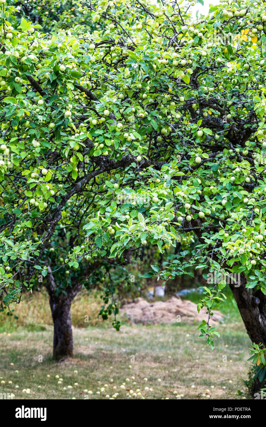 Close up of garden apple trees filled with green apples Stock Photo