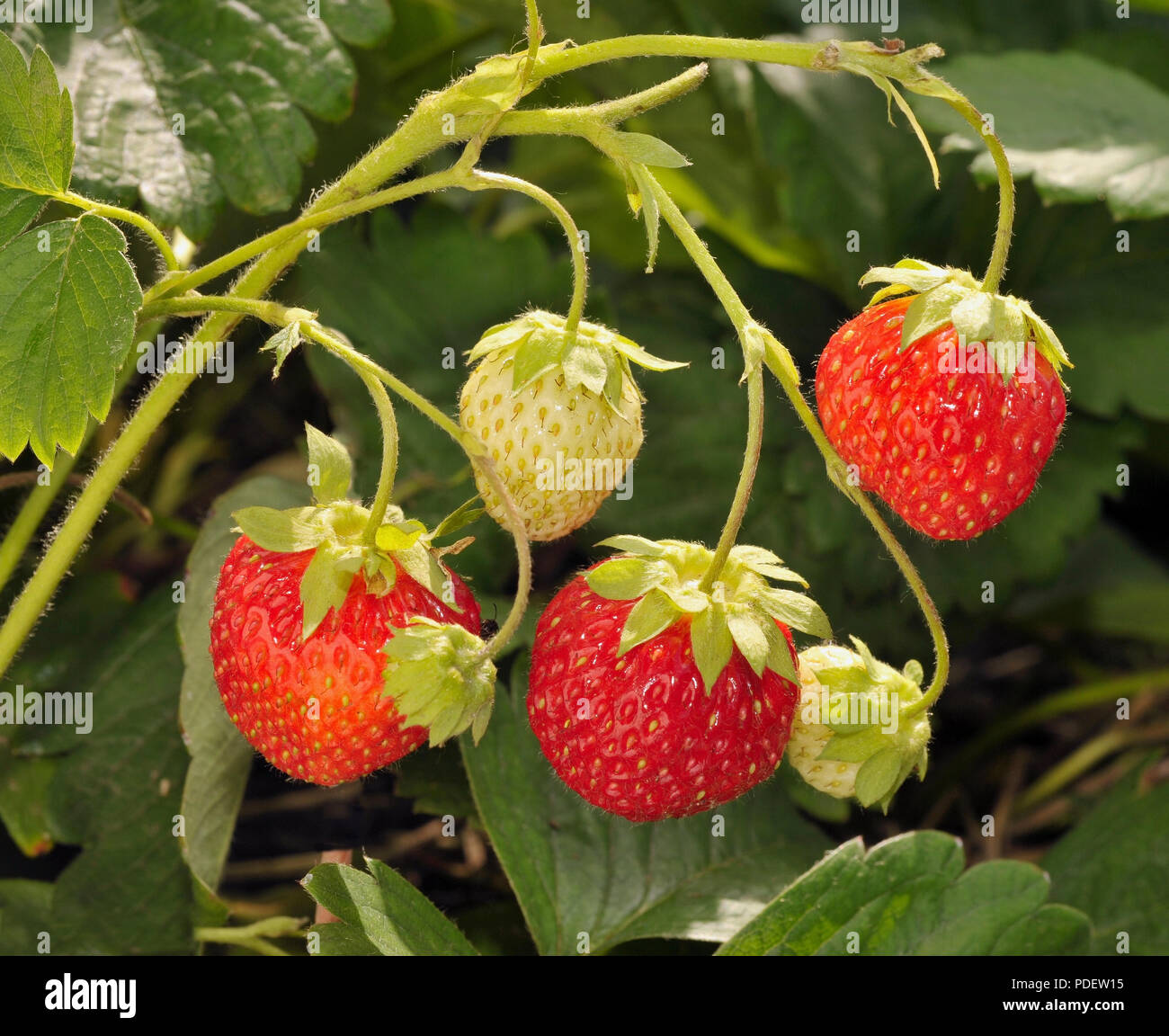 strawberry growing on a tree in the garden Stock Photo Alamy