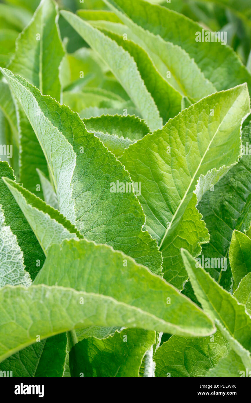 Foliage of Elecampane (Inula Helenium), a medicinal herb used for the treatment of coughs and lung diseases Stock Photo