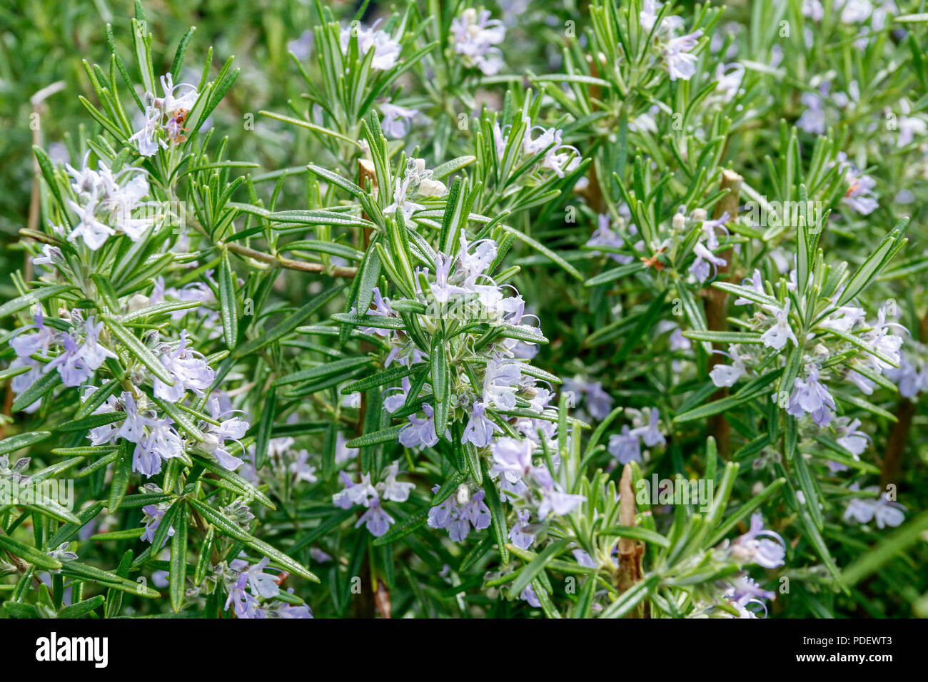 Flowers of Rosemary (Rosmarinus Officinalis), a culinary herb native to the Mediterranean region Stock Photo