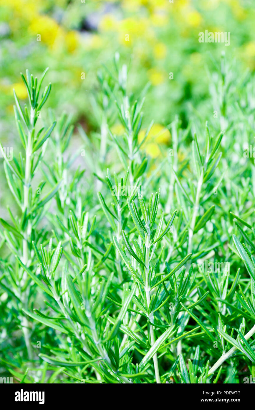Hojas Secas De Romero Rosmarinus Officinalis Especias Secas De Romero Natural Hierbas Secas