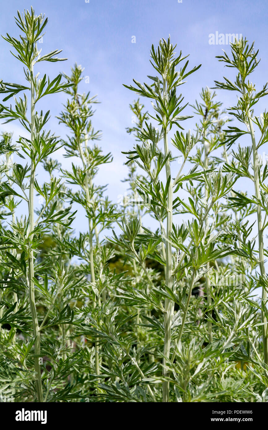 Wormwood (Artemisia), a medicinal herb used for the treatment of ...