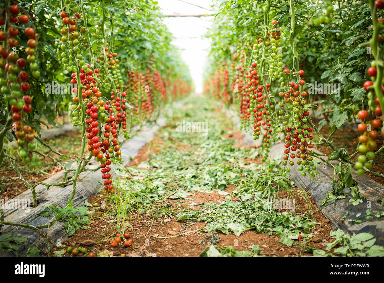 Red Cherry Tomato Growing Cherry Tomatoes In The Pots In The