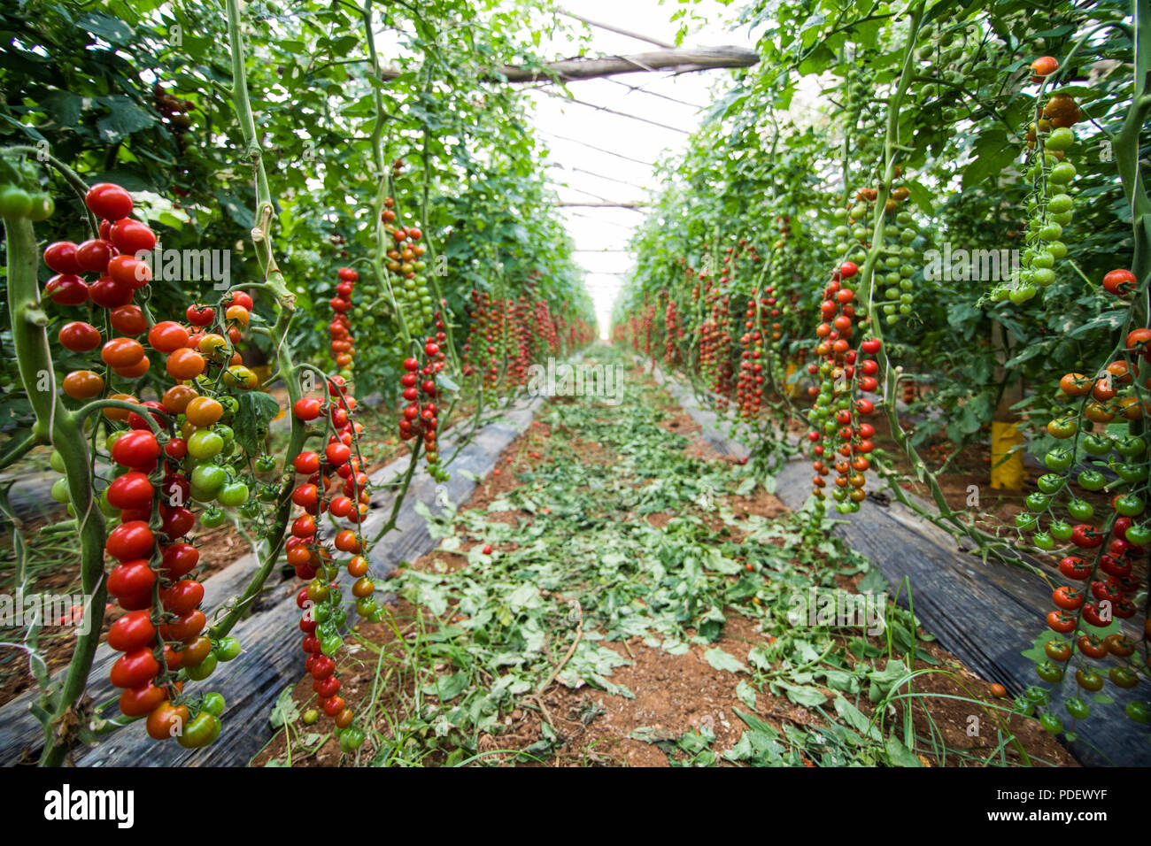 Red Cherry Tomato Growing Cherry Tomatoes In The Pots In The