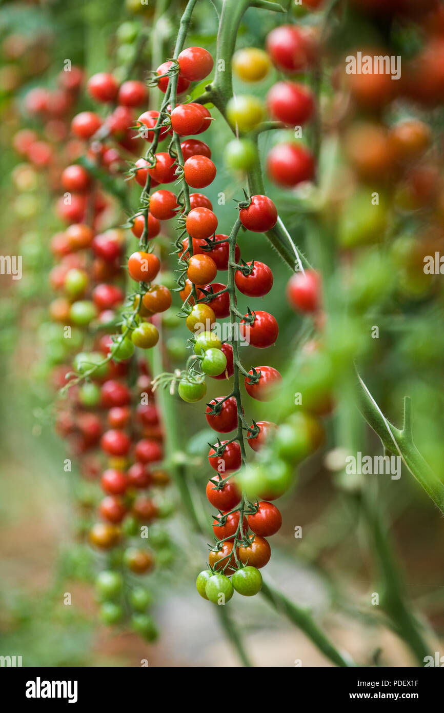 Cherry tomatoes growing in greenhouse Stock Photo - Alamy