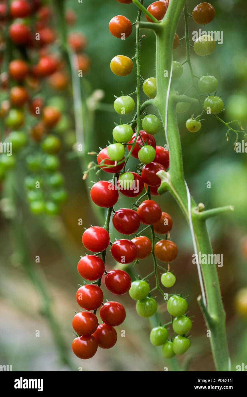 Ripe organic cherry tomatoes in garden house ready to harvest growth ...