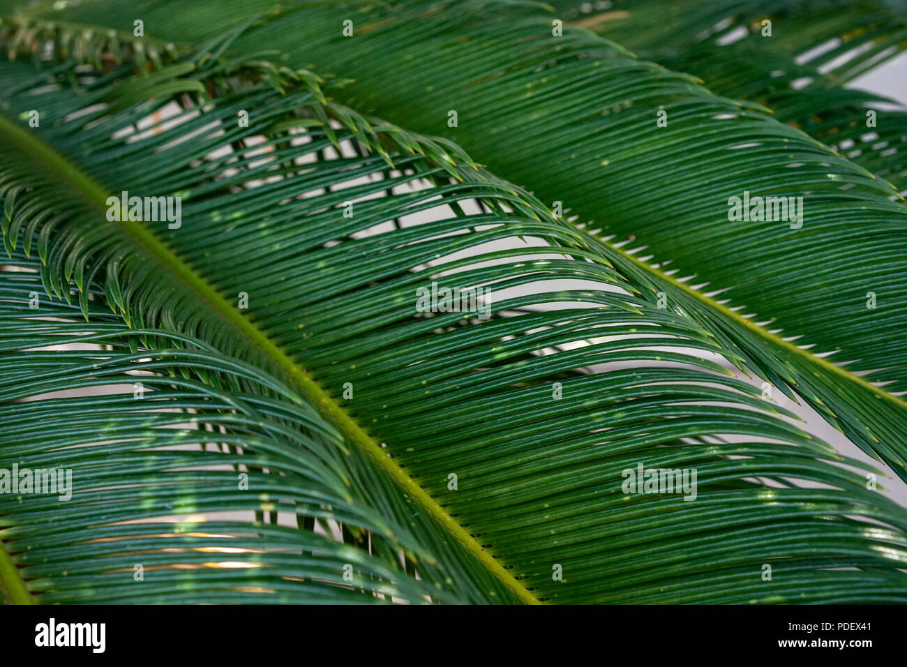 close up view of palm leaf structure with sun light Stock Photo