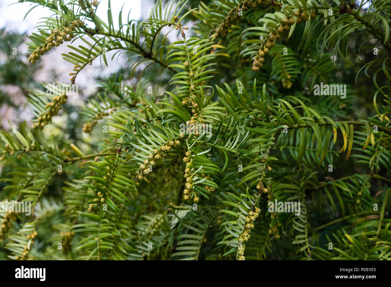 fir tree with branch and leaves, cephalotaxus harringtonia drupacea Stock Photo