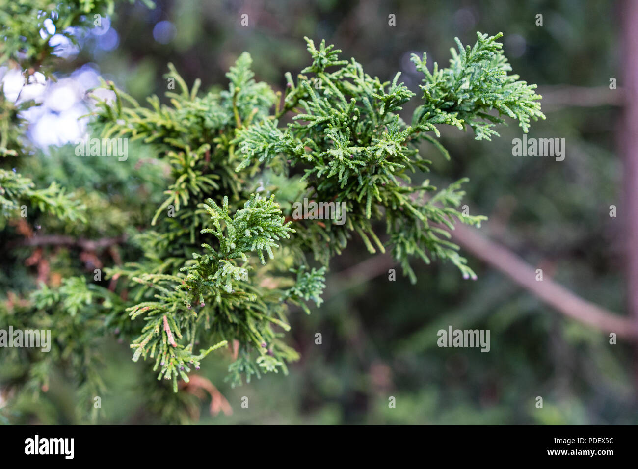 Evergreen cypress tree leaves and branch, cupressaceae lycopodiodies Stock Photo