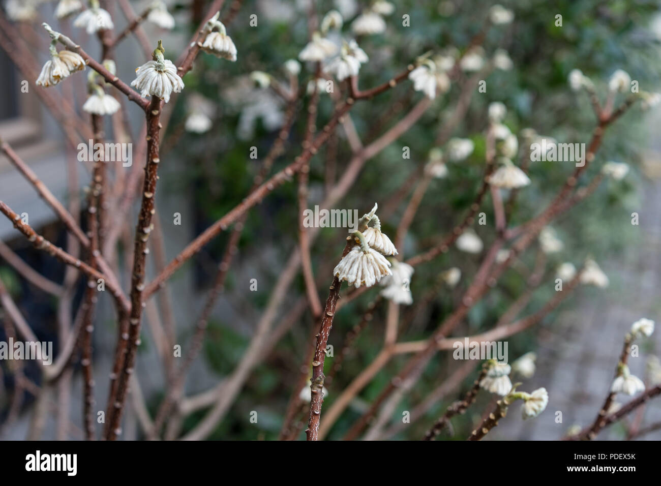 Plant used for japanese paper with fragile white flower bud Stock Photo