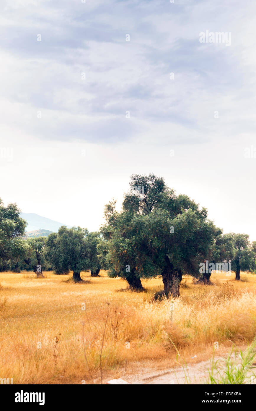 Vertical view of olive tree field with cloudy sky Stock Photo - Alamy