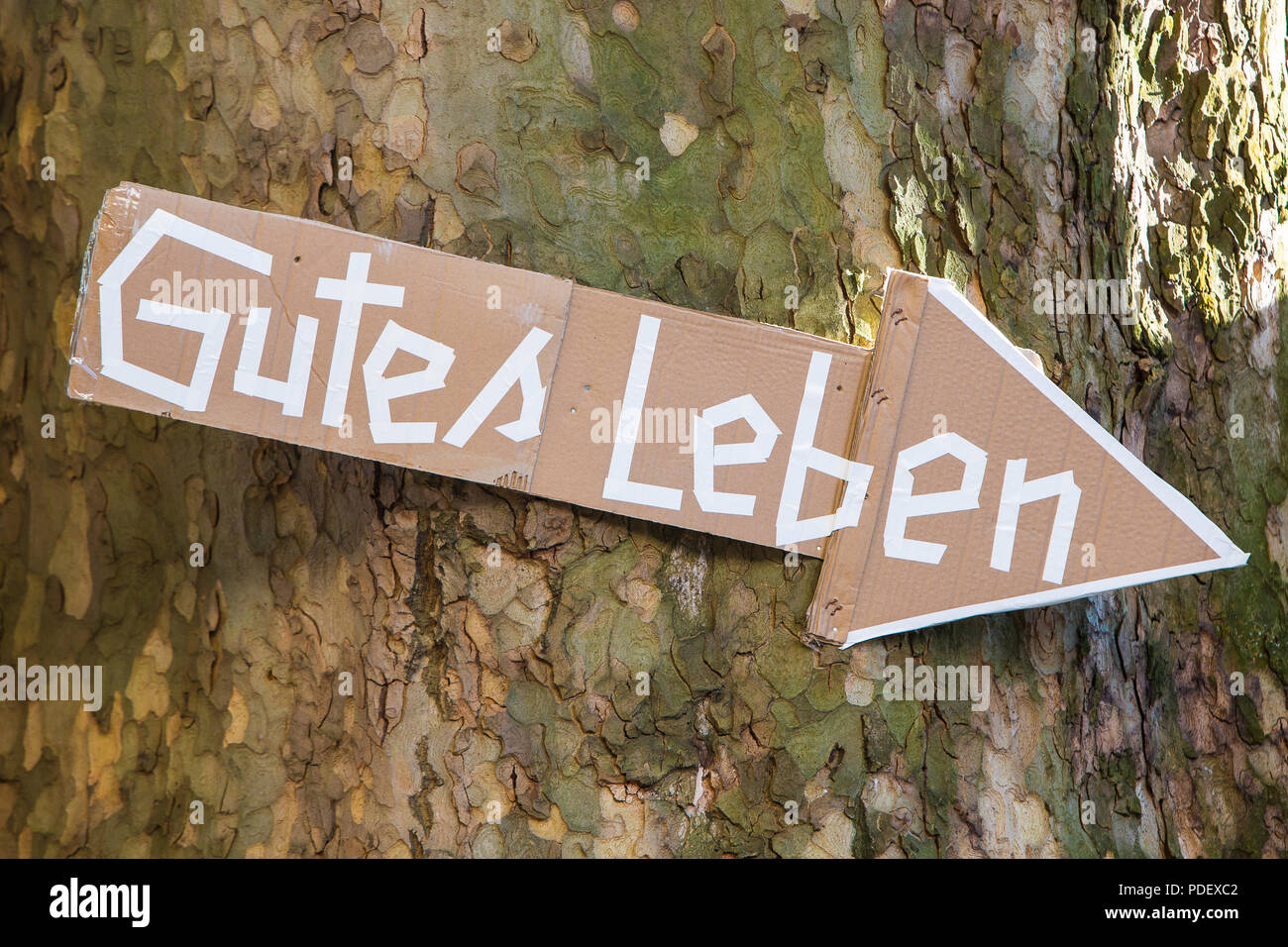 Day of the good life: Arrow on a plane tree shows the way towards Stock Photo