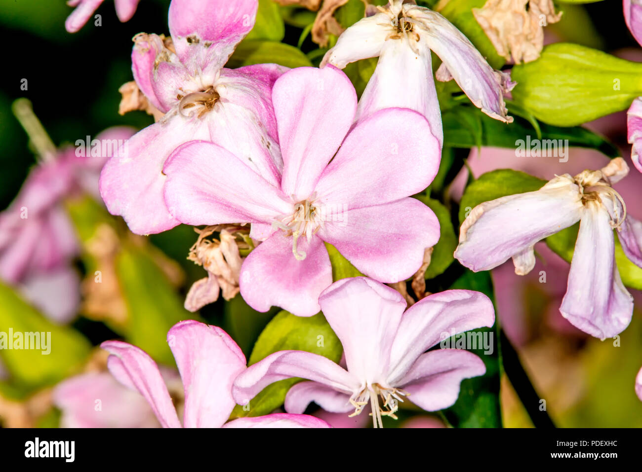 Common soapwort, with flower Stock Photo - Alamy