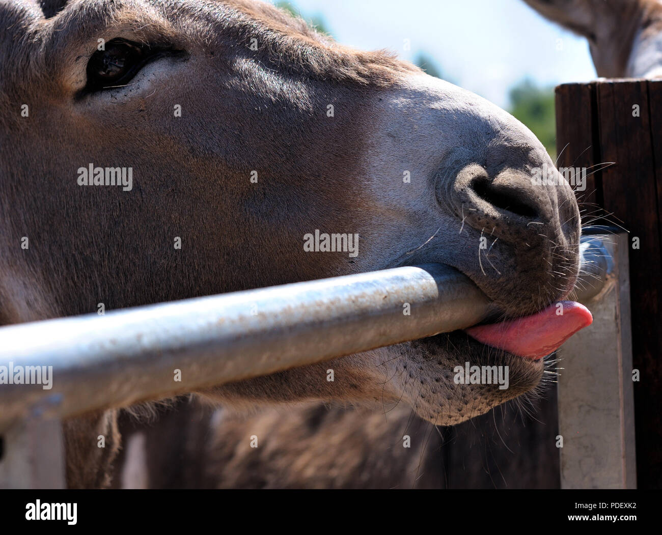 Donkeys and gate hires stock photography and images Alamy