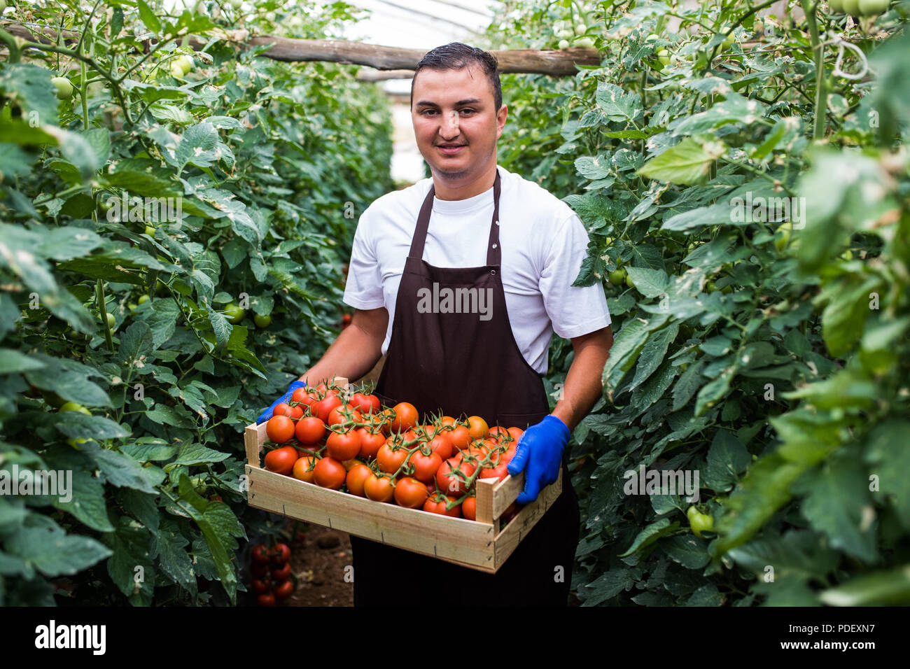 Happy male farmer box tomatoes hi-res stock photography and images - Alamy