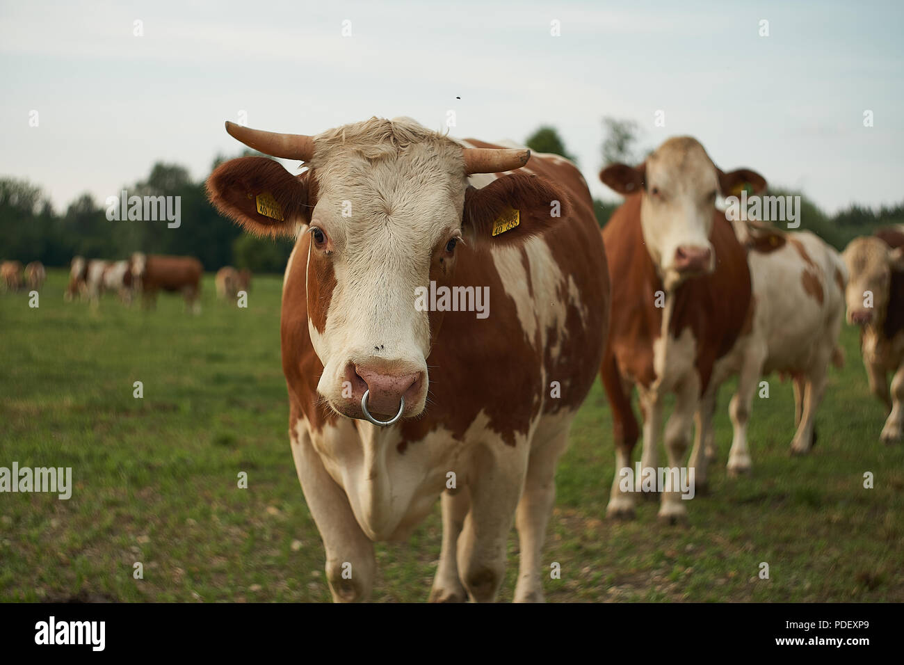 Herd of cows on a lush green pasture meadow Stock Photo - Alamy