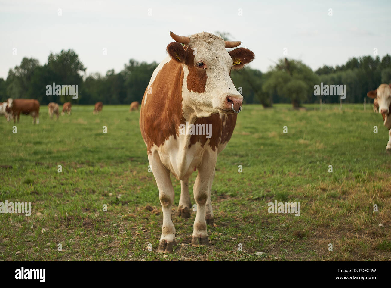 Herd of cows on a lush green pasture meadow Stock Photo - Alamy