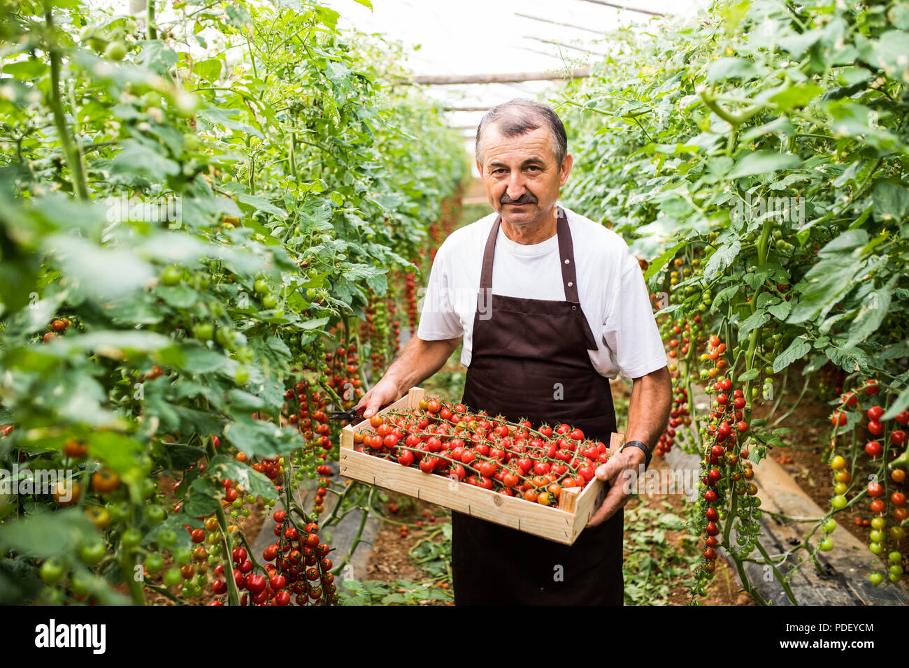 Happy mature farmer carrying tomatoes cherry in a greenhouse Stock ...