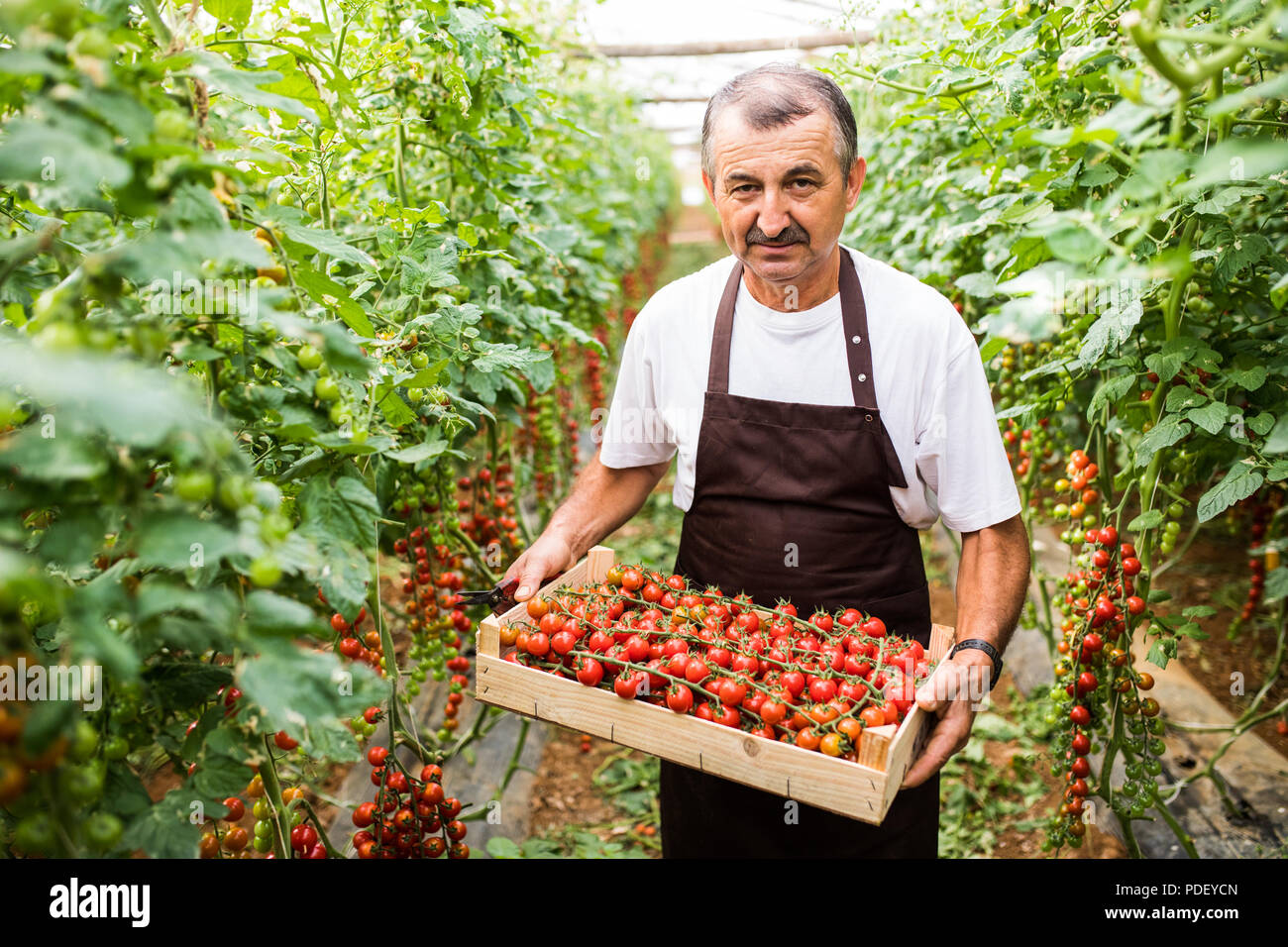 Happy male farmer box tomatoes hi-res stock photography and images - Alamy