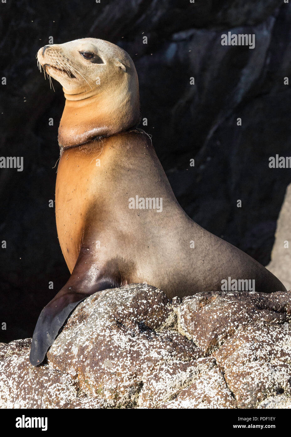Young California sea lion, Zalophus californianus, with monofilament, Isla San Pedro Martir, Baja California, Mexico. Stock Photo