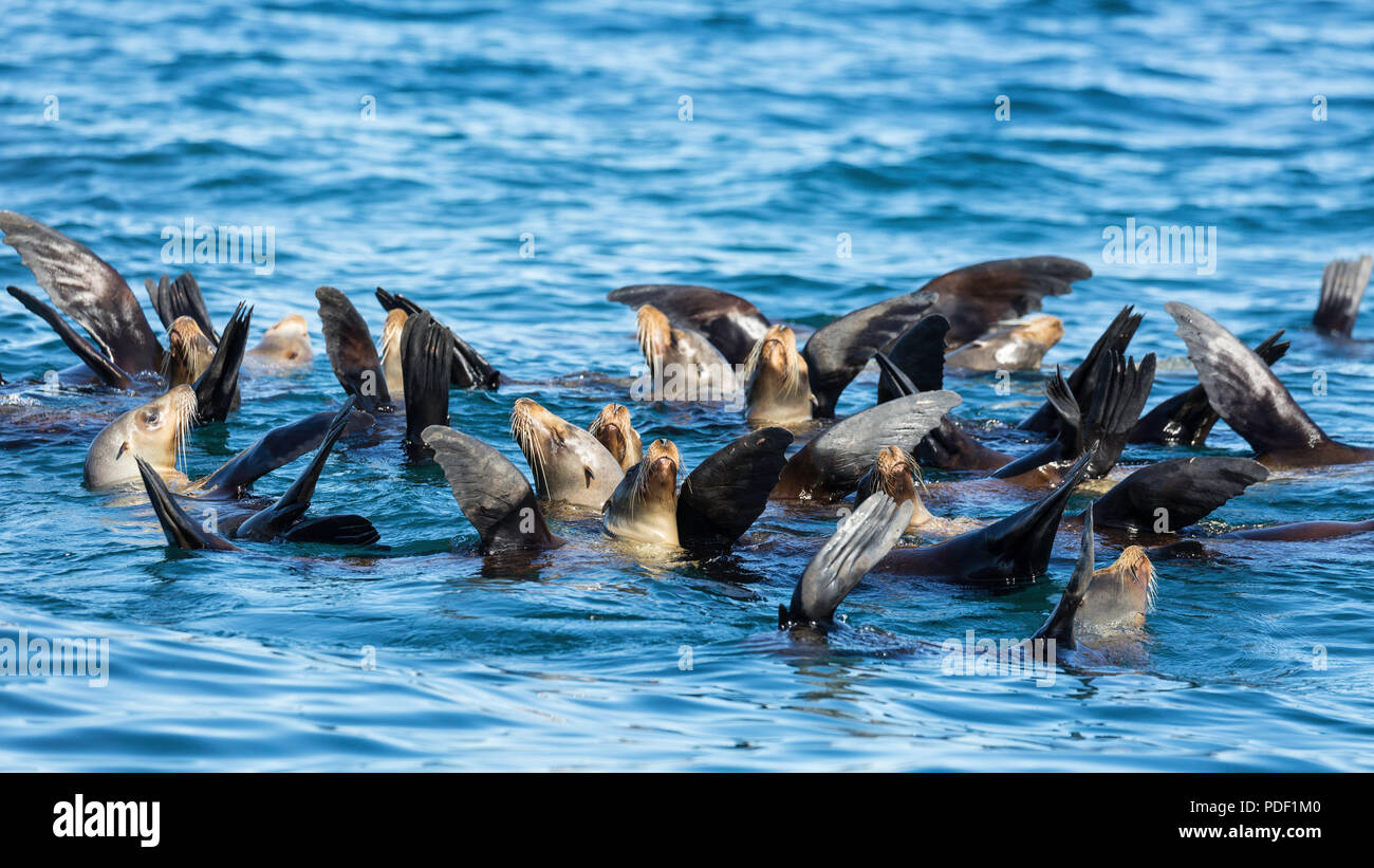 California sea lions, Zalophus californianus, thermoregulating, Isla San Marcos, Baja California Sur, Mexico. Stock Photo
