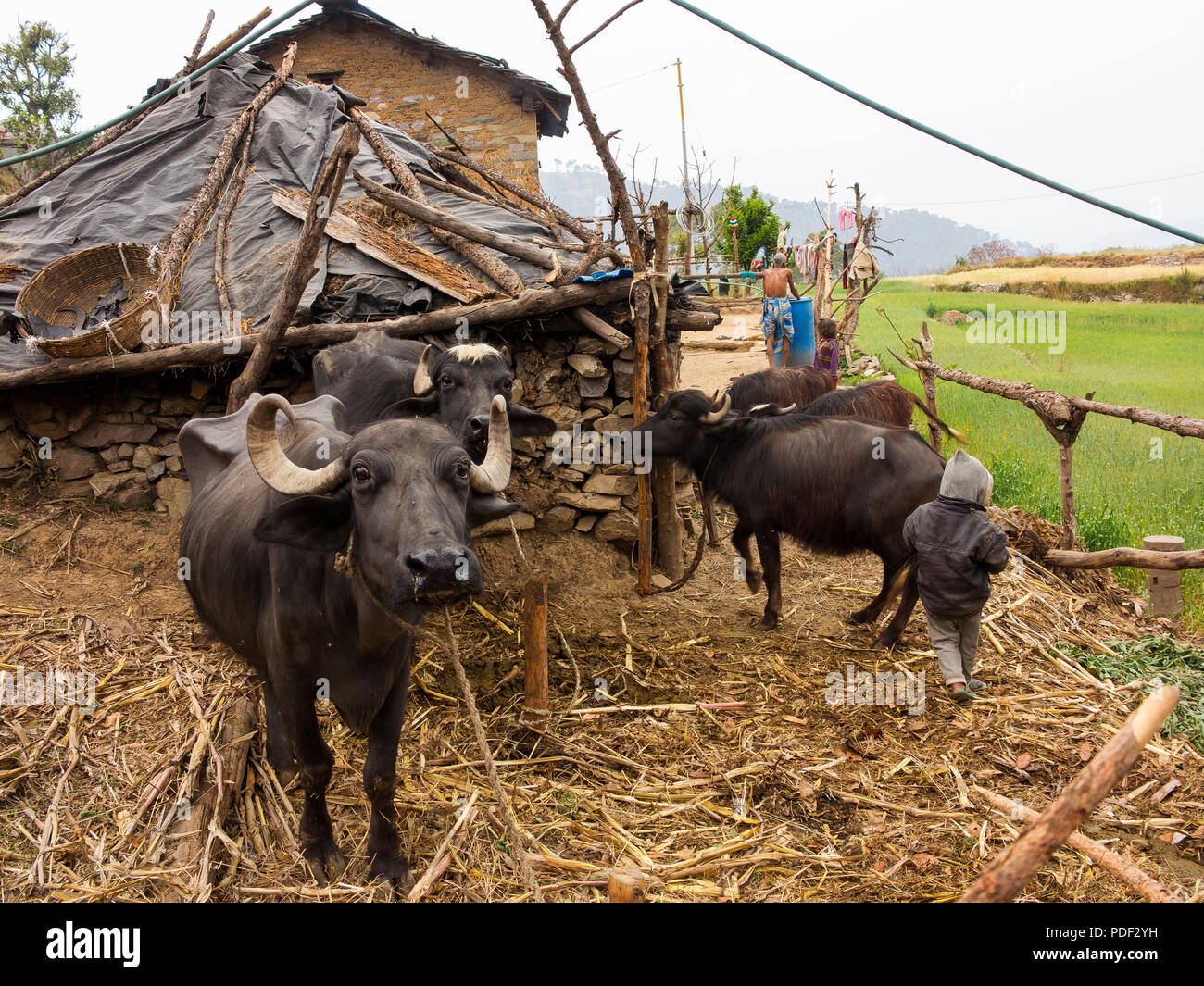 Old man of the jungle hi-res stock photography and images - Alamy