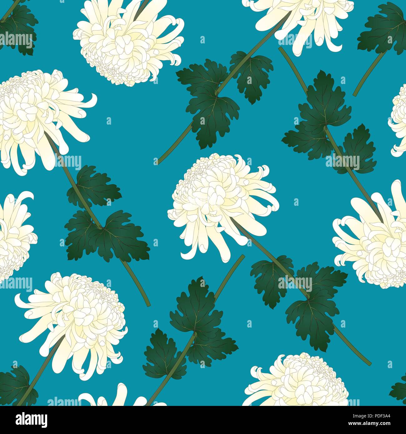 White Chrysanthemum, Kiku Japanese Flower on Indigo Blue Background
