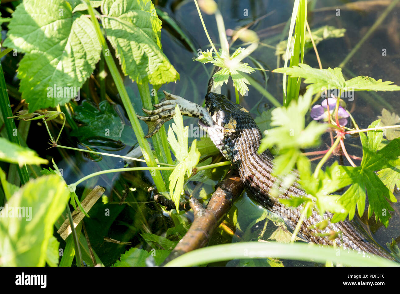 Grass snake eating frog hi-res stock photography and images - Alamy