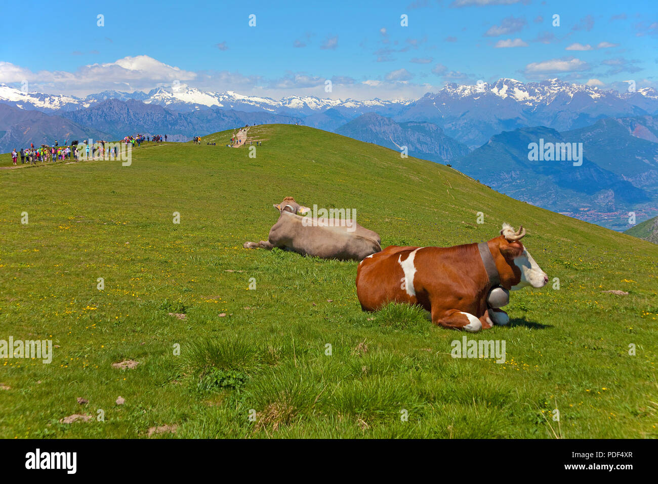 Milk cows on top of Monte Baldo massif, Malcesine, province Verona, Lake Garda, Lombardy, Italy Stock Photo