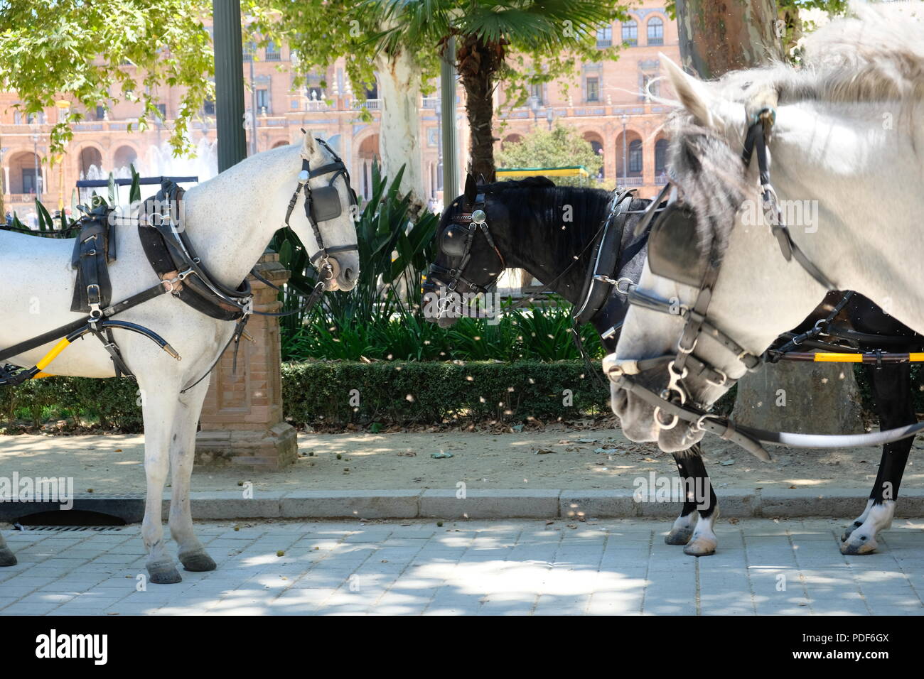 Seville spain horse cart hires stock photography and images Alamy