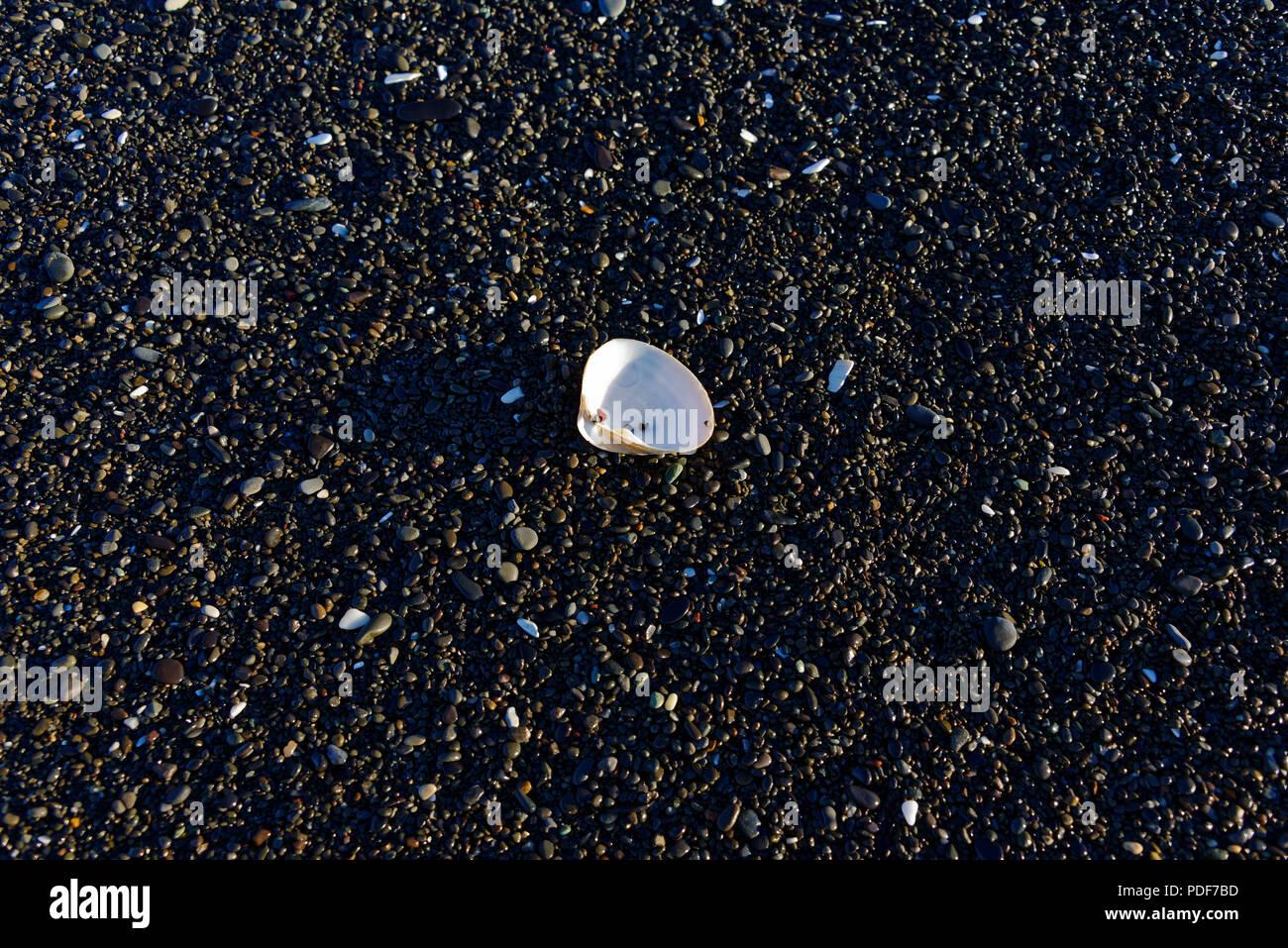 A shell surrounded by pebbles on a stony beach showing the different colours of the stones against the whiteness of the shell. Stock Photo