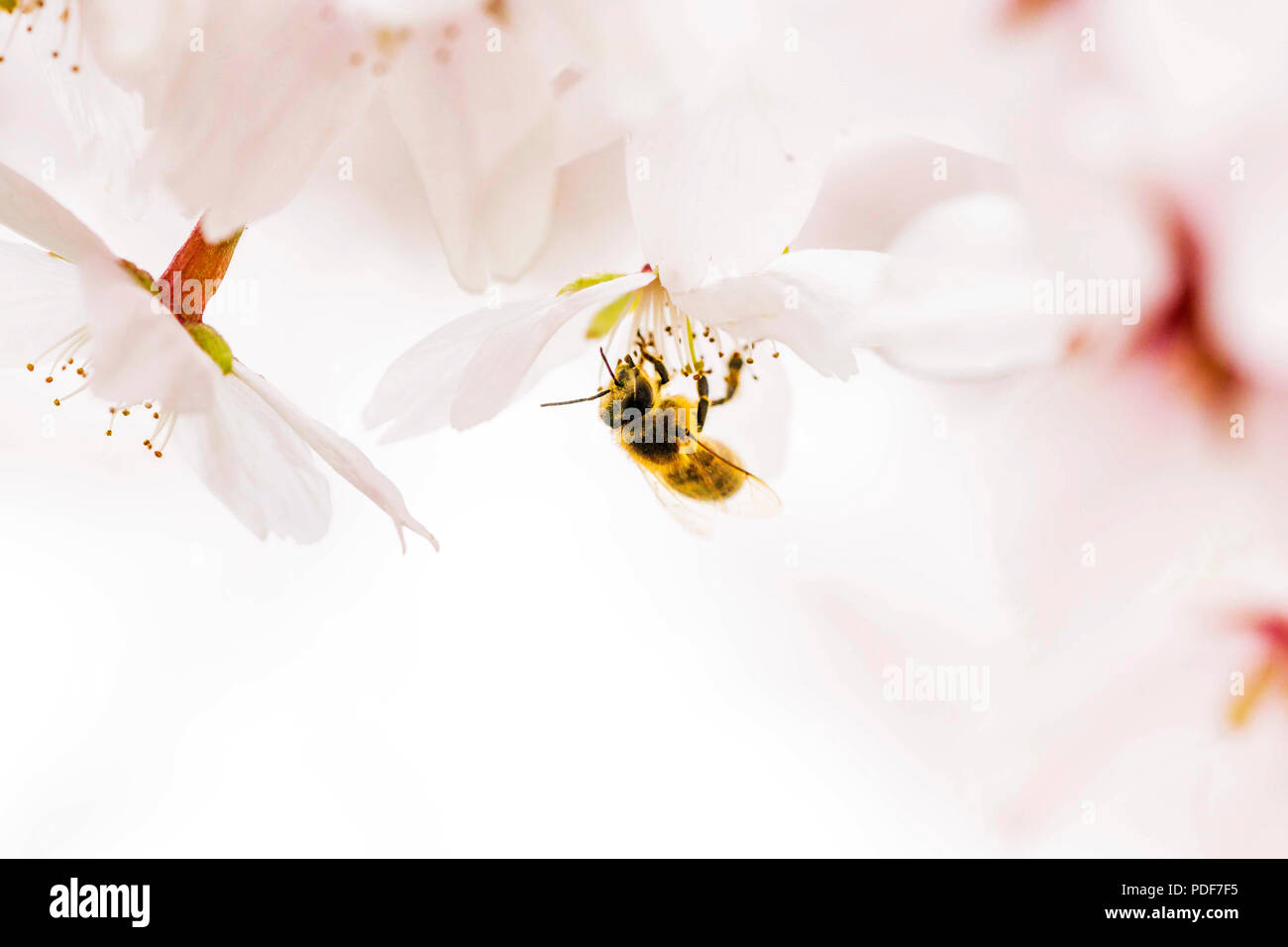Honigbiene bem Nektar und Pollen Sammeln. Stock Photo