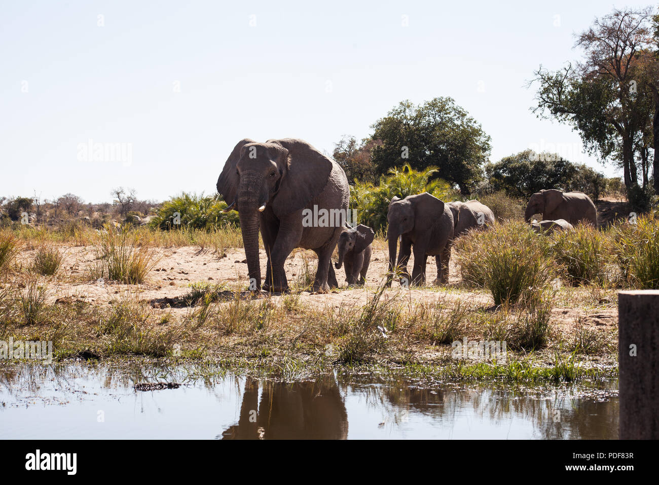 Drinking Elephants In The Kruger National Park, South Africa Stock - Foto 5