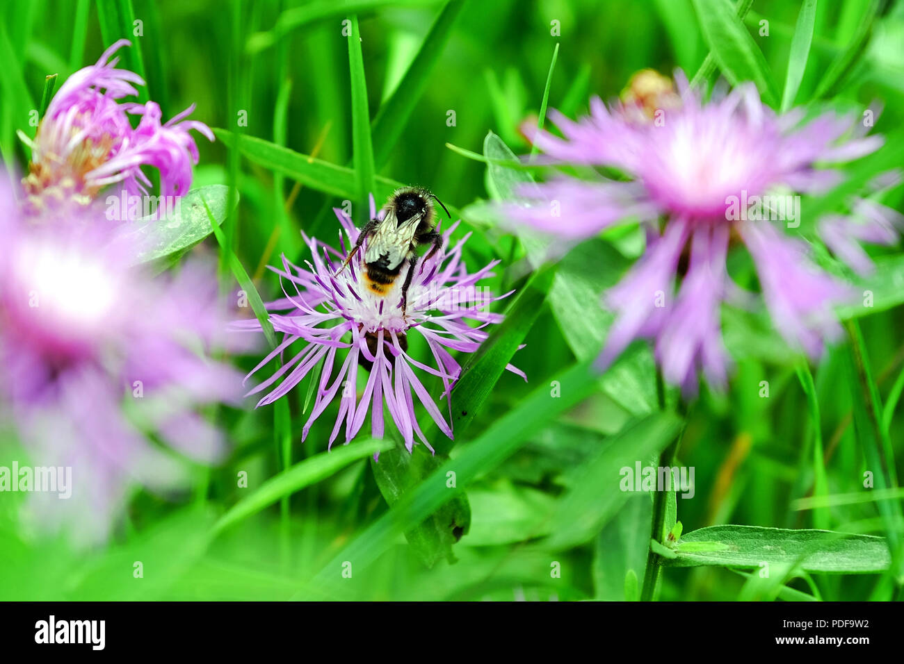 Beautiful pink clover and bumblebee in the Park. Against the green grass. Stock Photo