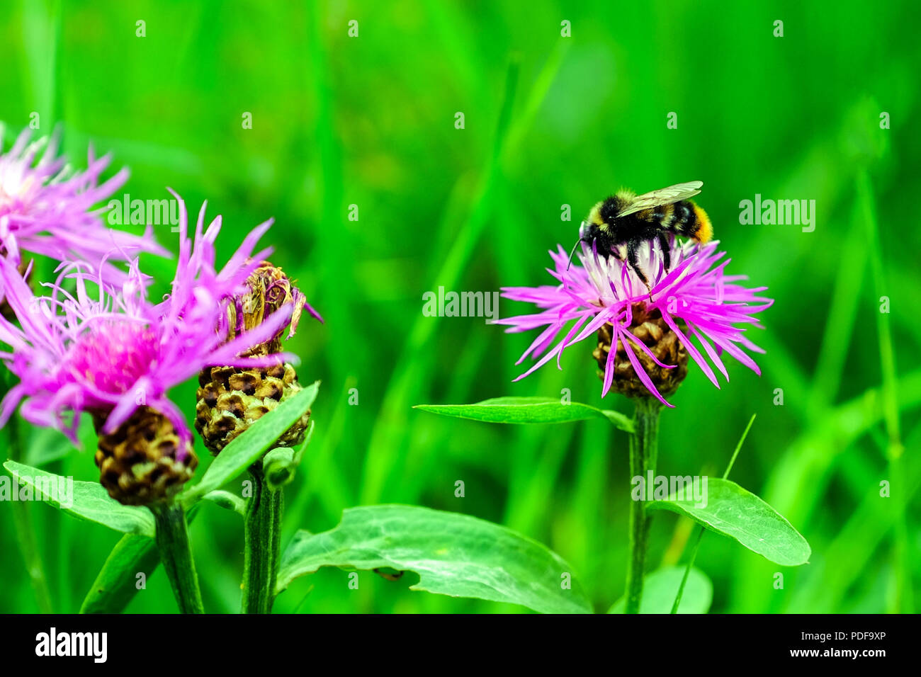 Beautiful pink clover and bumblebee in the Park. Against the green grass. Stock Photo