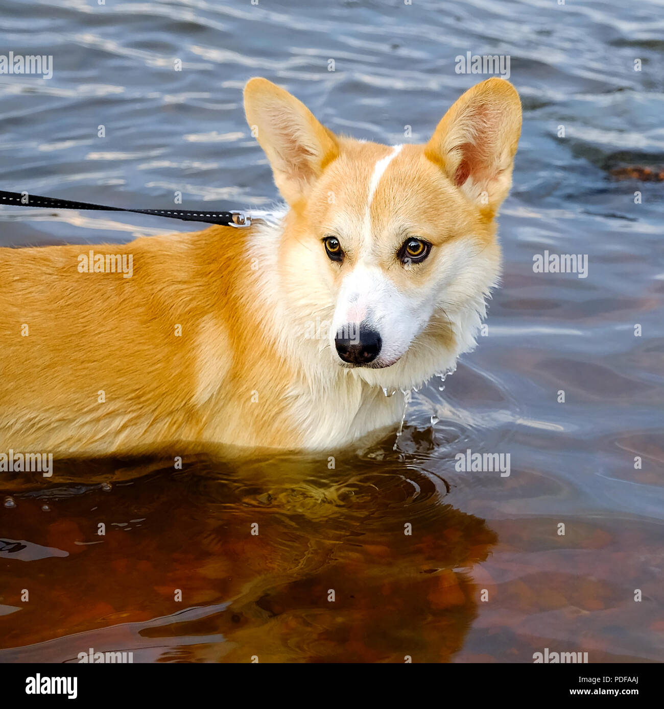 Deep Red Reterver Short-legged shepherd. Red Retriever. Chest deep water in the river. On ...