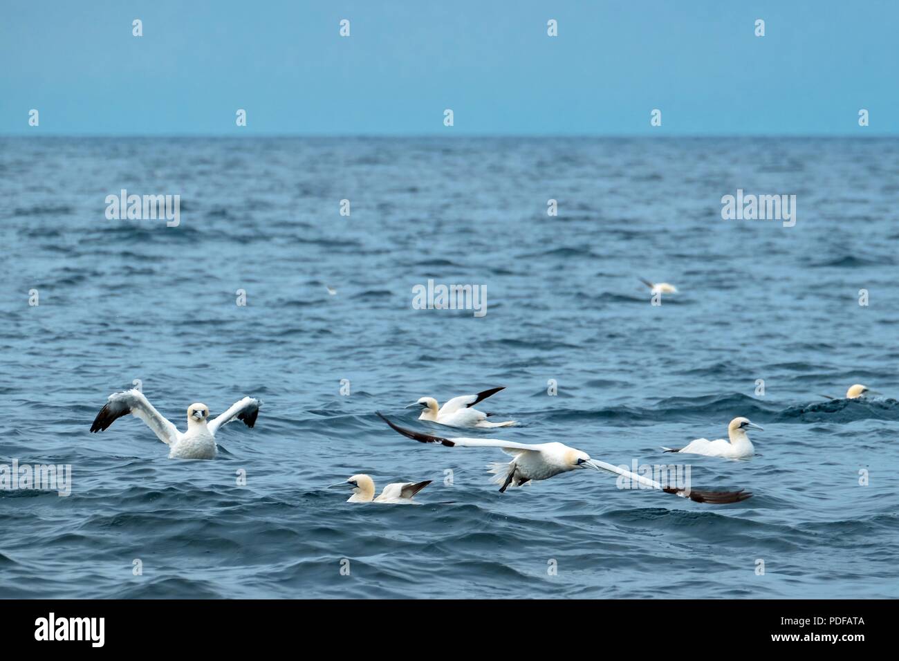 Gannets in the Atlantic off southwest England Stock Photo