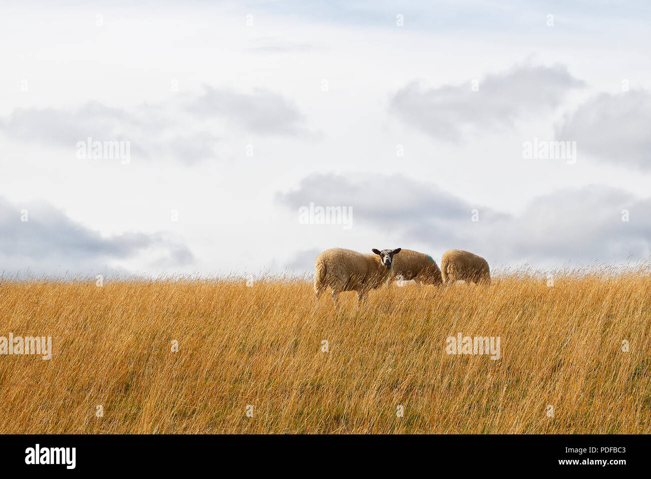 Sheep grazing in field of dry grass in the Nidderdale area of North Yorkshire Stock Photo