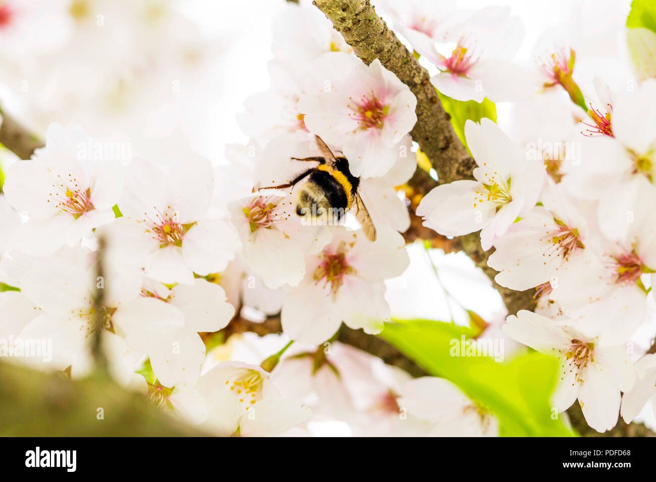 Hummel bei der Arbeit Stock Photo