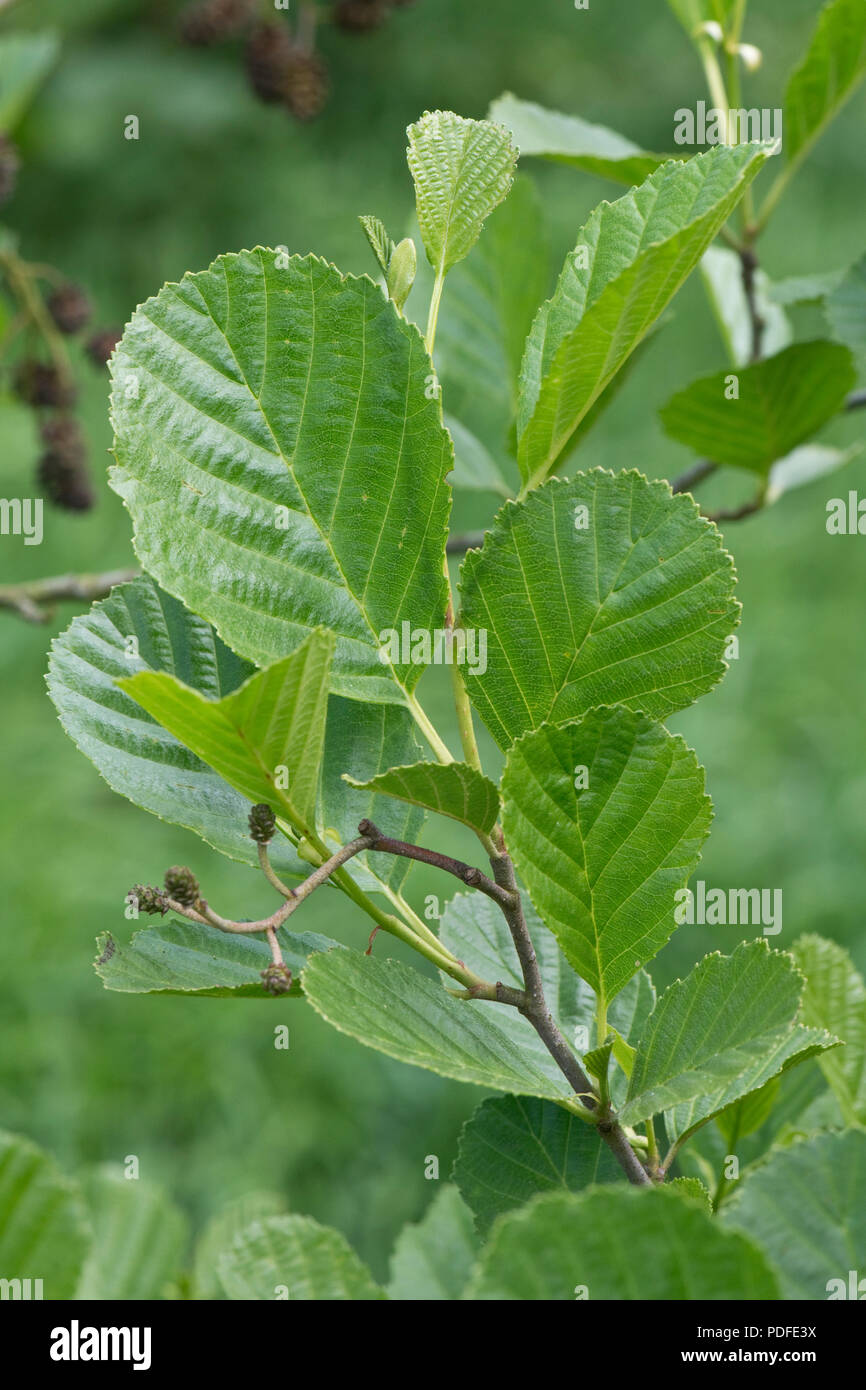 Young alder leaves, Alnus glutinosa, on the tree in spring, Berkshire, May Stock Photo